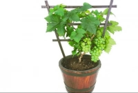 আঙ্গুরকে বলা হয় পুষ্টির ‘স্টোরহাউস’