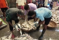 স্ত্রীর গহনা বন্ধক দিয়ে সাগরে, এক জালেই পেলেন ১৭০ মণ ইলিশ