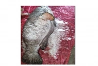 জেলের বড়শিতে ৯১ কেজি ওজনের বোল মাছ