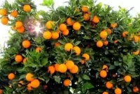 মাল্টা চাষ বাড়ির আঙ্গিনায়! সফলতার মুখ দেখলেন কামাল