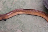 ধরা পড়া এই বিরল মাছিটির নাম কি জানেন?