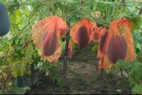 মাচায় তরমুজ চাষ, দ্বিগুণ লাভের আশা 