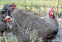 প্লাইমাউথ রক মুরগী, বছরে ডিম দেয় ২৫০টি