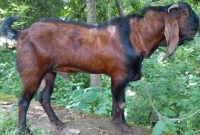 রাম ছাগল পালন ও পরিচর্যায় যা করতে হবে