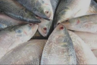 পদ্মার ইলিশ চেনার সবচেয়ে সহজ উপায়