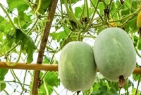 শুধু কি স্বাদের জন্য? চালকুমড়ার পুষ্টিগুণও কিন্তু অনন্য