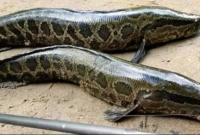 এই মাছটি দেখলেই সঙ্গে সঙ্গে মেরে ফেলার নির্দেশ!