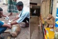 সেই বানর ফের হাসপাতালে এসে চিকিৎসা নিল