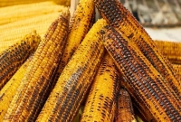 ভুট্টা ডায়াবেটিস ও চোখের রোগের জন্য গুরুত্বপূর্ণ খাবার