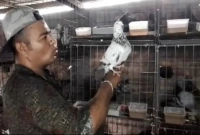 নাইমের খামারের এক জোড়া কবুতরের দাম ৮০ হাজার টাকা