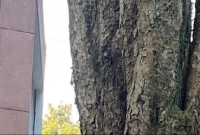 আপনি কতটা জিনিয়াস, ছবিটি জুম করলে বুঝতে পারবেন!