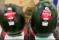 এটিই বিশ্বের সবচেয়ে দামি তরমুজ, দাম ৫ লাখ টাকা!