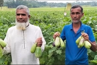 পাটের তুলনায় বেগুন চাষে লাভ তিন গুণেরও বেশি