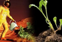 অসাধ্য সাধন, চাঁদের মাটিতে জন্মাল গাছ!