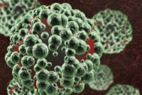 যেভাবে আমাদের শরীর নিজ থেকেই ক্ষতস্থানের জীবাণু ধ্বংস করে!