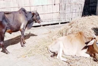 দিশেহারা খামারি, খুরা রোগে ২০ গরুর মৃত্যু