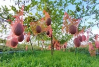 তরমুজ ঝুলছে মাচায়, বাম্পার ফলন