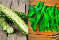 উচ্ছে, করলা গুণের রাজা, নিম মহৌষধি!