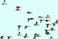 জানেন পৃথিবীর জাতীয় পাখির নাম কী?