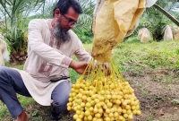 রসুলপুর গ্রামে থোকায় থোকায় ঝুলছে মরুভূমির খেজুর  রসুলপুর গ্রামে থোকায় থোকায় ঝুলছে মরুভূমির খেজুর