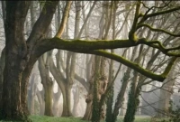 পৃথিবীর সবথেকে দামি কাঠের নাম কী?