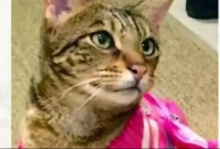 ছবিতে বিড়ালের মধ্যে মোট ১০টি মুখের ছবি! খুঁজে বের করুন