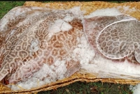 ৫০০ মণ ওজনের মাছ, বাজার মূল্য ১২ লাখ ৫০ হাজার টাকা