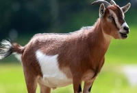 ছাগল নিয়ে তুমুল সংঘর্ষে প্রাণ গেল ৫ জনের