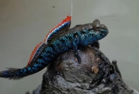 নীল রঙের ‘চিড়িং মাছের’ দেখা মিলল সুন্দরবনে! নীল রঙের ‘চিড়িং মাছের’ দেখা মিলল সুন্দরবনে!