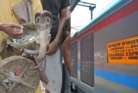 যাত্রীদের ‘শিক্ষা’ দিতে চলন্ত ট্রেনে সাপ ছেড়ে দিলেন সাপুড়েরা