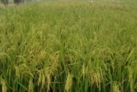 ডায়াবেটিস রোগীদের জন্য নতুন ধানের চাষ! ডায়াবেটিস রোগীদের জন্য নতুন ধানের চাষ!