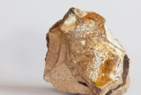 জানেন, কোন প্রাণীর বমি কোটি কোটি টাকায় বিক্রি হয়?