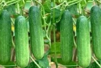 বাম্পার ফলন শসার, হাসি ফুটেছে কৃষকের মুখে বাম্পার ফলন শসার, হাসি ফুটেছে কৃষকের মুখে