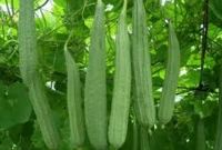 ঝিঙে প্রাকৃতিক অ্যান্টিবায়োটিক, ওজন নিয়ন্ত্রণ করে, কমায় ডায়াবেটিস