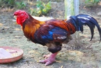 একটি ড্রাগন মুরগির দাম ২ লাখ টাকা! কেন জানেন