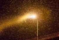 বৈদ্যুতিক বাতিতে রাতের বেলা পোকামাকড় আসার কারণ জানলে অবাক হবেন