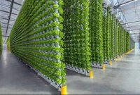 ভার্টিক্যাল ফার্মিং প্রযুক্তি, ১ একর চাষ করে ১০০ একরের সমান ফলন