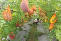 সারি সারি মাচায় ঝুলছে শত শত তরমুজ