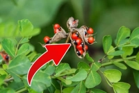 এই গাছ থেকে যতটা সম্ভব দূরত্ব বজায় রাখুন!