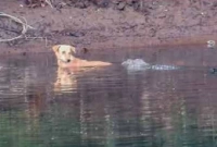 তিন কুমির এবার ঘটালো অবাক করা এক কাণ্ড