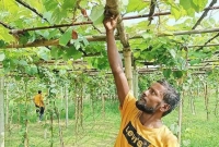আনোয়ারের আঙ্গুরের বাগান দেখতে মানুষের ভিড় আনোয়ারের আঙ্গুরের বাগান দেখতে মানুষের ভিড়