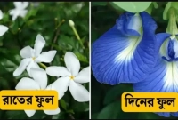একই গাছে রাতে সাদা ফুল ফোটলেও দিনে রঙিন ফুল ফোটে!