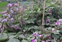 মাঠজুড়ে আগাম জাতের রূপবান শিম, বাম্পার ফলনে কৃষকের মুখে হাসি মাঠজুড়ে আগাম জাতের রূপবান শিম, বাম্পার ফলনে কৃষকের মুখে হাসি