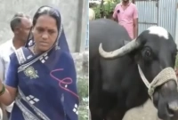 মহিষ খেয়ে ফেলল ২ লাখ টাকার স্বর্ণের ‘নেকলেস’