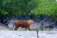 সুন্দরবনের প্রবেশদ্বার বলা হয় কোন অংশটিকে?