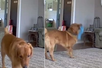 জানেন মালিক ঘরে না থাকলে কুকুর কী করে? ধরা পড়লো গোপন ক্যামেরায়!