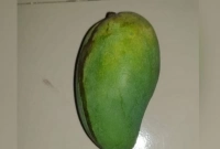 মসজিদের গাছে ধরা একটি আম ৫ হাজার টাকায় বিক্রি! মসজিদের গাছে ধরা একটি আম ৫ হাজার টাকায় বিক্রি!
