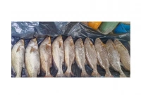 ৭ লাখ টাকায় বিক্রি সেই ১০ পোপা মাছ! ৭ লাখ টাকায় বিক্রি সেই ১০ পোপা মাছ!