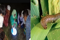 আর কীটনাশক নয়, ফসল রক্ষায় এবার ‘আলোর ফাঁদ’