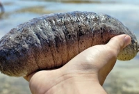 এই শসা জন্মায় সমুদ্রের নীচে, প্রতি কেজির দাম আড়াই লাখ টাকা!